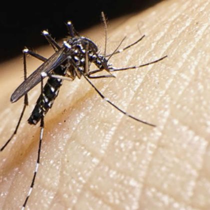 Mosquito tigre en Alicante y medidas para evitar picaduras en verano