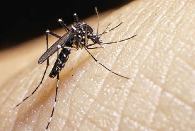Mosquito tigre en Alicante y medidas para evitar picaduras en verano