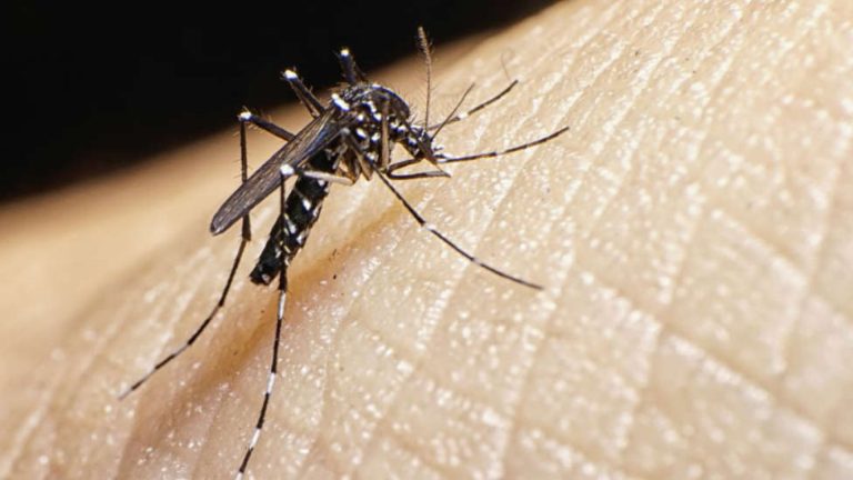 Mosquito tigre en Alicante y medidas para evitar picaduras en verano