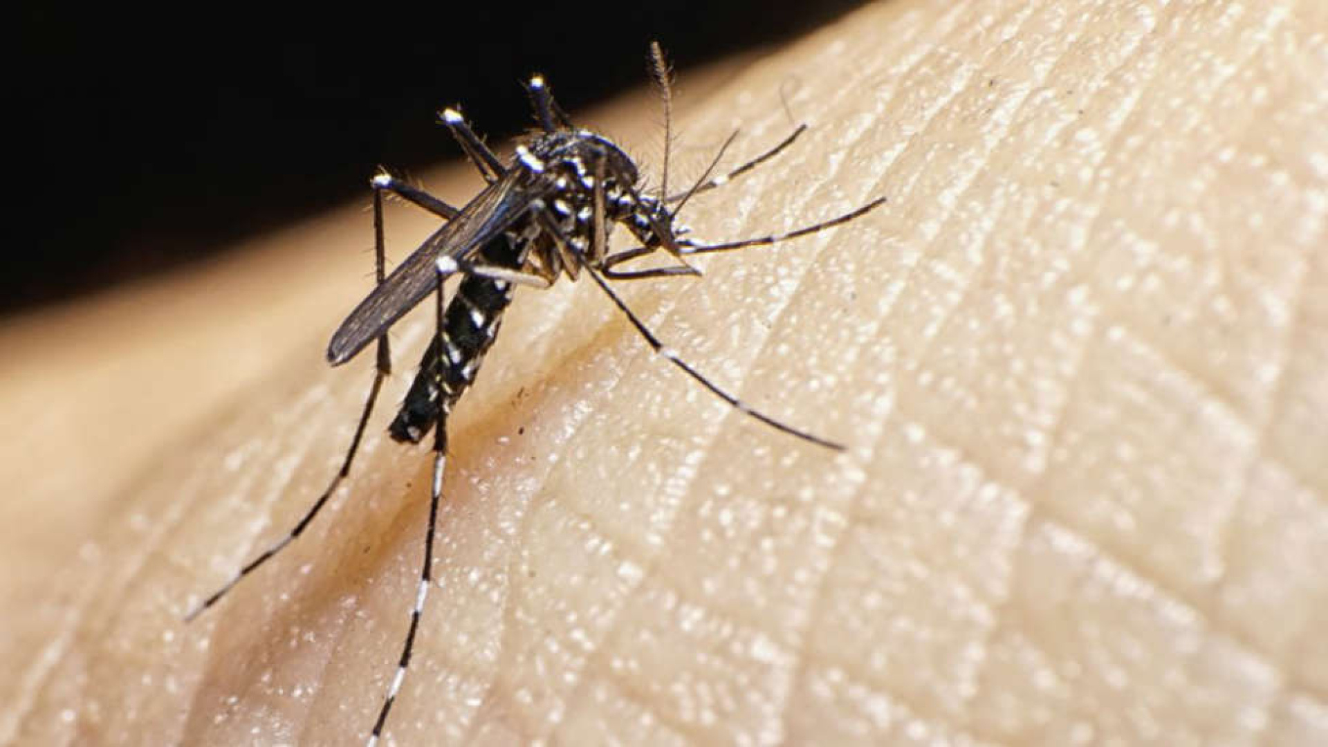 Mosquito tigre en Alicante y medidas para evitar picaduras en verano