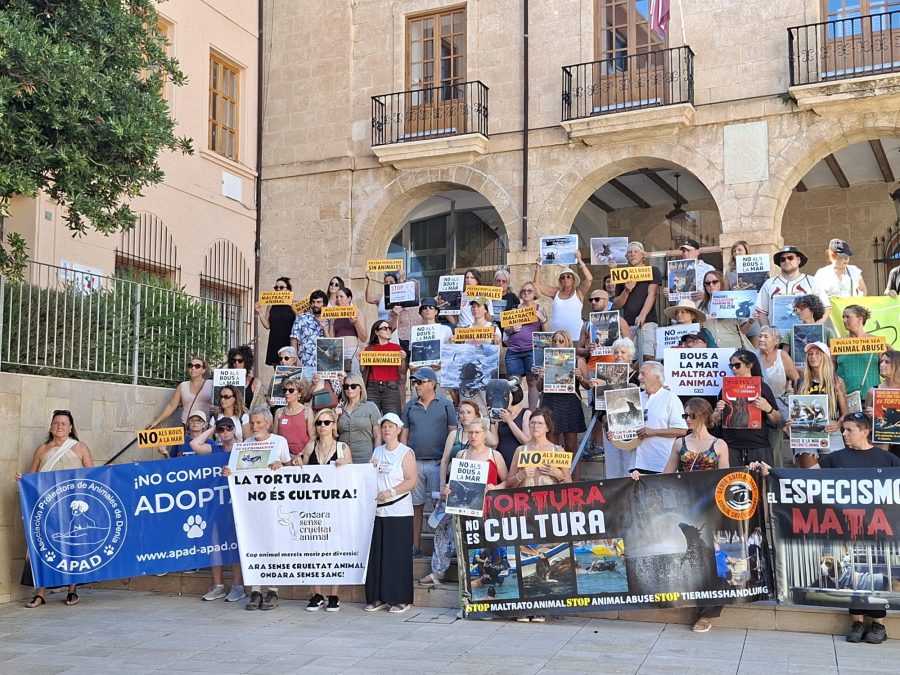Activistas nos manifestamos un año más contra los aberrantes Bous a la mar de Dénia