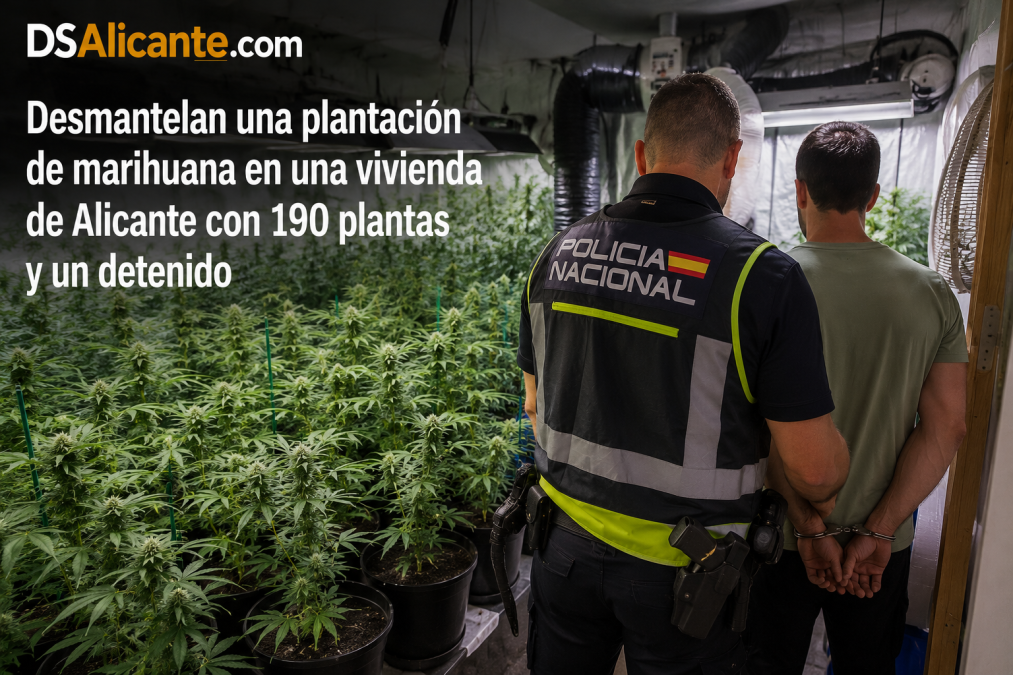 Cae una plantación con 190 plantas de marihuana en Alicante: un detenido y enganche ilegal a la luz
