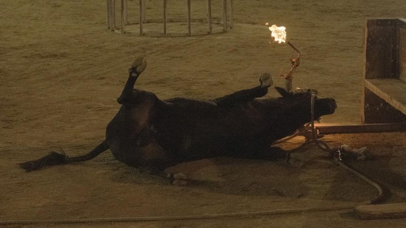Convocamos una nueva protesta contra la tauromaquia frente al Ayuntamiento de Alfafar