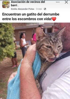 La Plataforma Defensa Animal reclamamos a la alcaldesa socialista de Benetússer que se disculpe por asegurar que no había animales entre los escombros