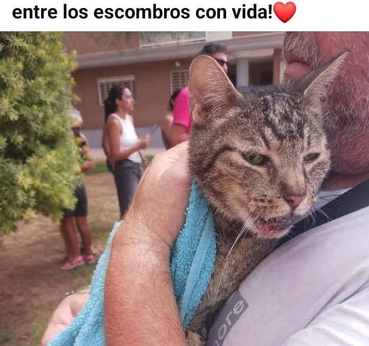 La Plataforma Defensa Animal reclamamos a la alcaldesa socialista de Benetússer que se disculpe por asegurar que no había animales entre los escombros