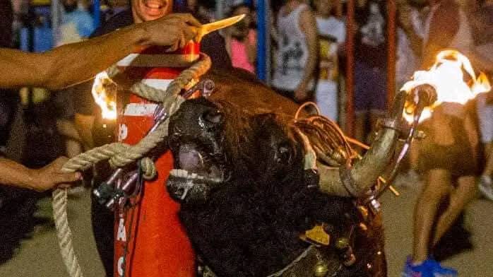 Los colectivos que están por los animales tienen una cita el 1 en Alfafar