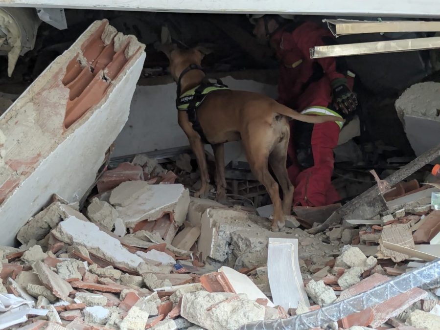 Nala, la perrita bombera de Alicante que ayuda en Venezuel