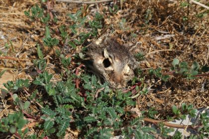 Un vecino denuncia la presencia de una cabeza de gato en el Monte Tossal de Alicante y reclama la limpieza de una zona que califica de vertedero