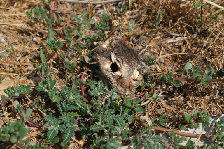 Un vecino denuncia la presencia de una cabeza de gato en el Monte Tossal de Alicante y reclama la limpieza de una zona que califica de vertedero