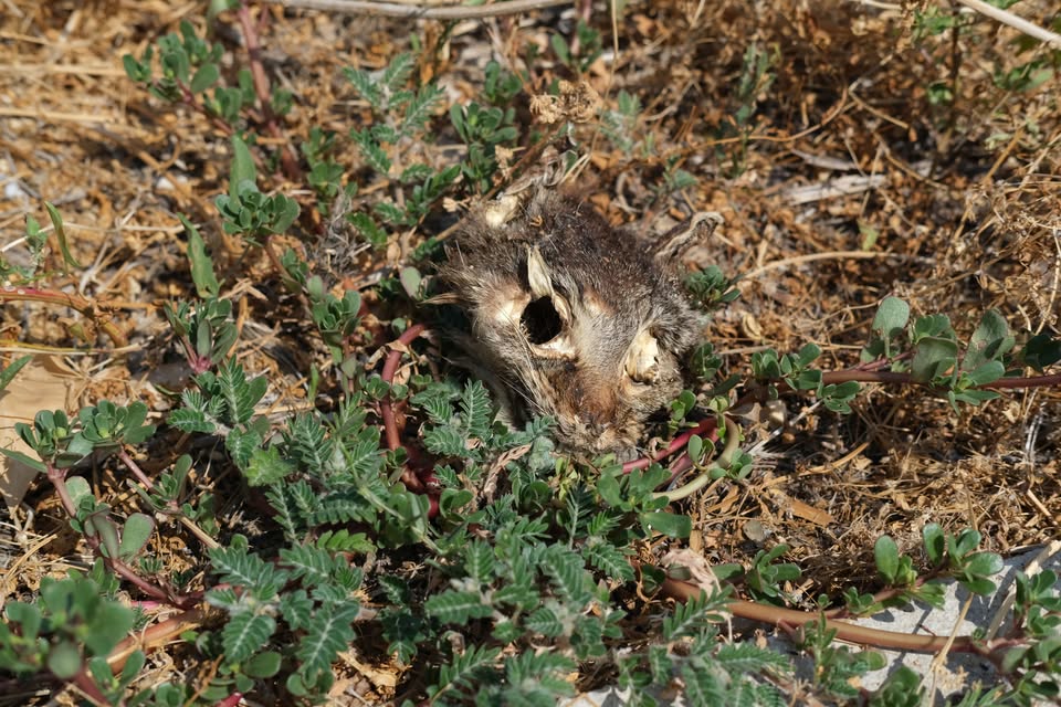 Un vecino denuncia la presencia de una cabeza de gato en el Monte Tossal de Alicante y reclama la limpieza de una zona que califica de vertedero