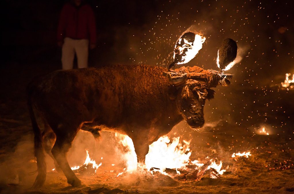 València Animal Save pretende sabotear la concentración contra los actos taurinos en Alfafar