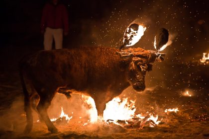 València Animal Save pretende sabotear la concentración contra los actos taurinos en Alfafar