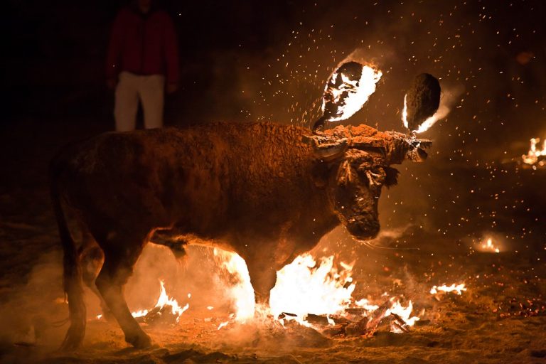 València Animal Save pretende sabotear la concentración contra los actos taurinos en Alfafar