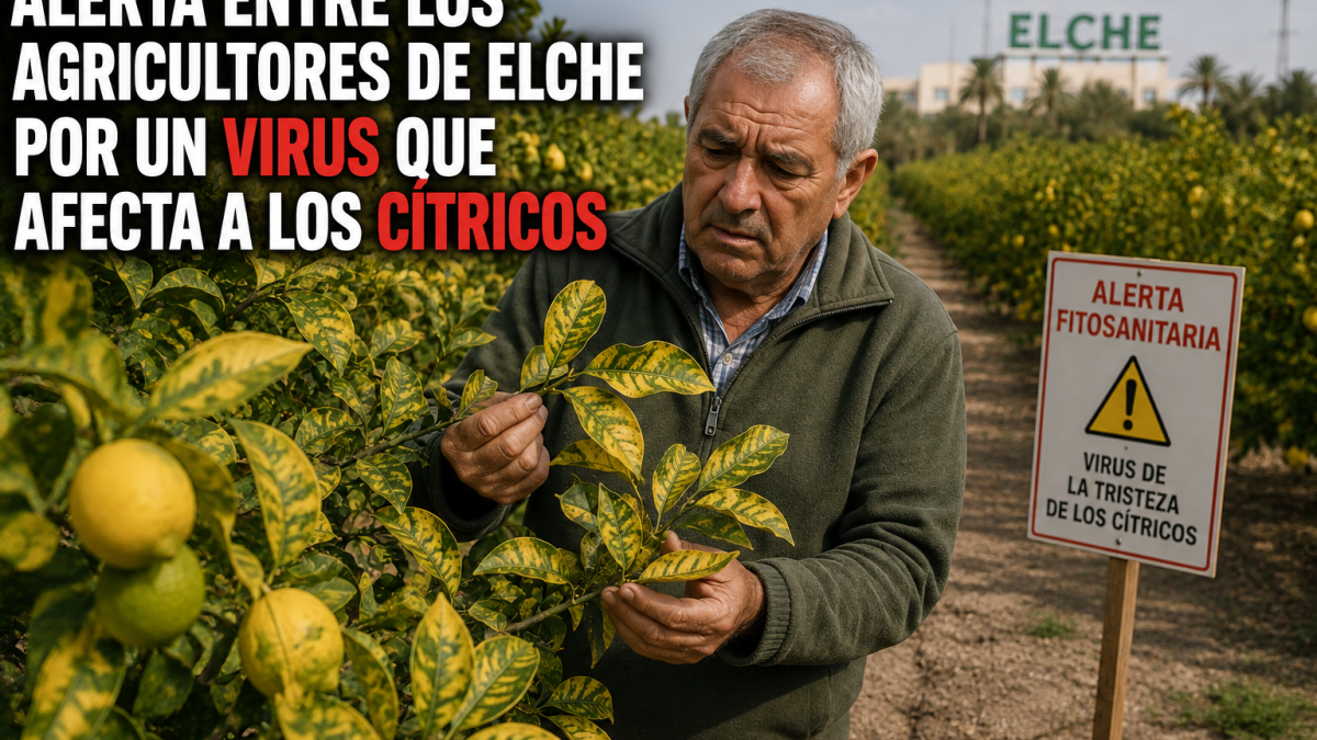Alerta por el virus de los cítricos en Elche: ASAJA pide un plan nacional