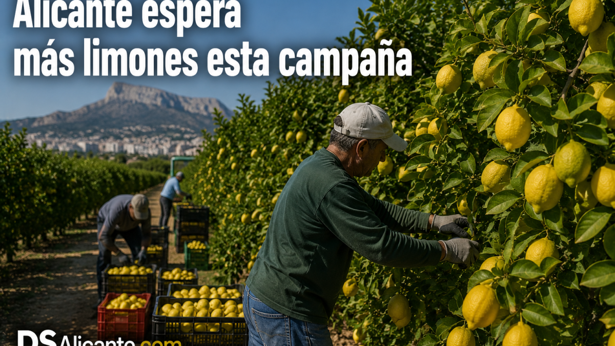 Campaña del limón en Alicante 2026: producción hasta un 10% mayor