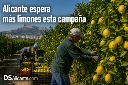 Campaña del limón en Alicante 2026: producción hasta un 10% mayor