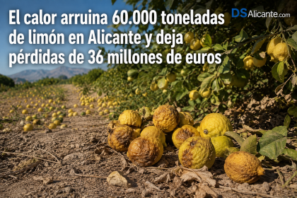 El calor arruina 60.000 toneladas de limón en Alicante