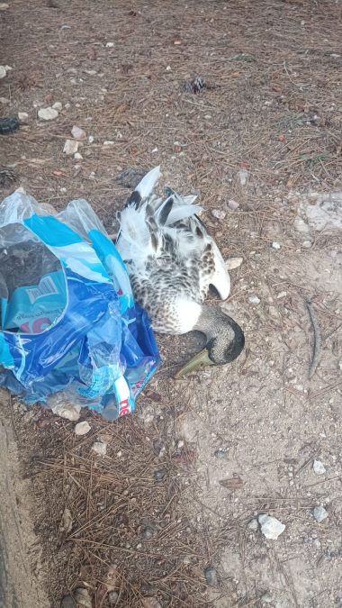 Es urgente actuar para que se puedan salvar los patos de la Universidad de Alicante 