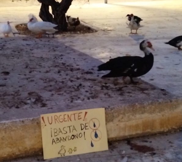 Es urgente actuar para que se puedan salvar los patos de la Universidad de Alicante que quedan vivos