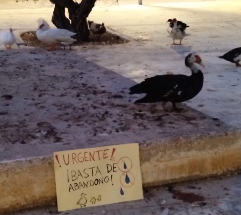 Es urgente actuar para que se puedan salvar los patos de la Universidad de Alicante que quedan vivos