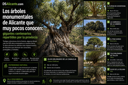 Los gigantes centenarios de Alicante que casi nadie conoce y que puedes visitar