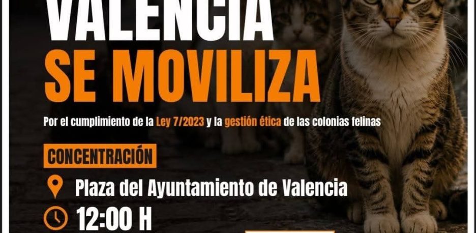 Movilizaciones para que se cumpla la ley que protege las colonias felinas 