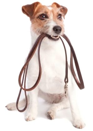 Protección de los animales. Un capítulo extendido.