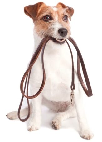 Protección de los animales. Un capítulo extendido.