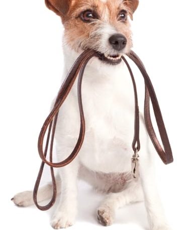 Protección de los animales. Un capítulo extendido.
