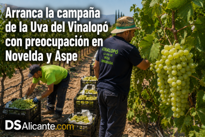 Uva del Vinalopó 2026: arranca la campaña con preocupación por los precios