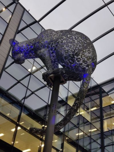 ¿Por qué hay tantos leopardos en Aberdeen?