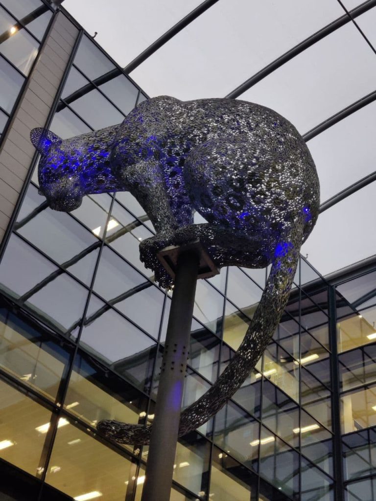 ¿Por qué hay tantos leopardos en Aberdeen?