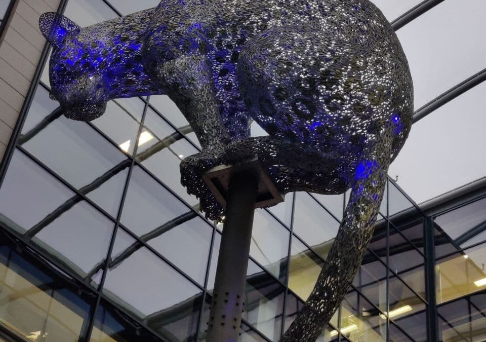 ¿Por qué hay tantos leopardos en Aberdeen?