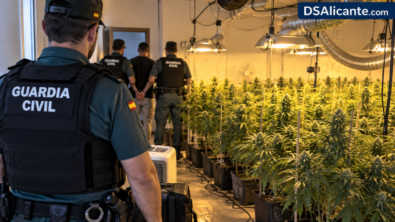 262 plantas de marihuana y tres detenidos en San Miguel de Salinas
