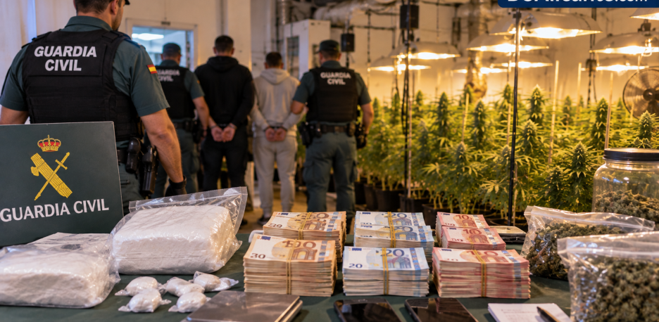Cuatro detenidos en Elche con cocaína, 23.000 euros y 255 plantas de marihuana