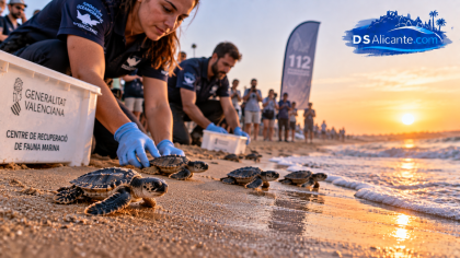 Cuatro tortugas bobas regresan al mar en Elche tras un año