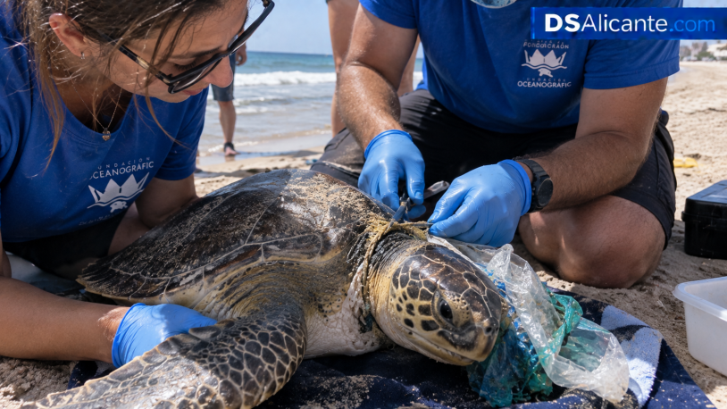 Rescatan una tortuga marina herida en la playa de La Mata