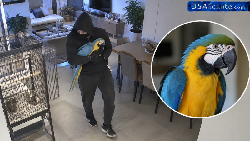 Roba un loro de 800 euros de una vivienda en Elche