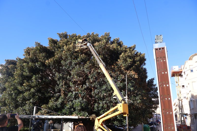 Medio Ambiente inicia los trabajos de urgencia sobre los cinco ficus de La Glorieta