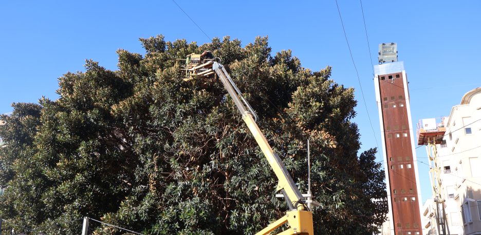 Medio Ambiente inicia los trabajos de urgencia sobre los cinco ficus de La Glorieta