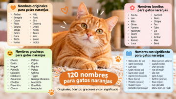 120 nombres para gatos naranjas bonitos y originales