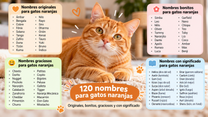 120 nombres para gatos naranjas bonitos y originales