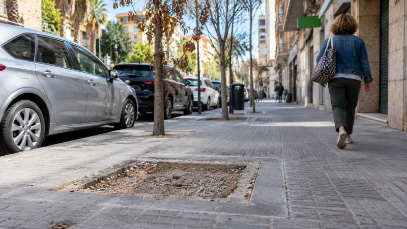 Alicante detecta 1.670 deficiencias en su arbolado urbano: qué denuncian los vecinos