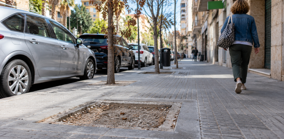 Alicante detecta 1.670 deficiencias en su arbolado urbano: qué denuncian los vecinos