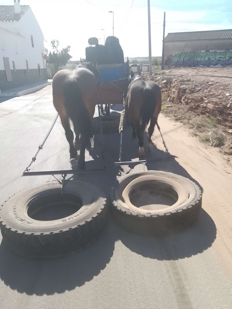 Los caballos entrenados para el anacrónico tiro de arrastre