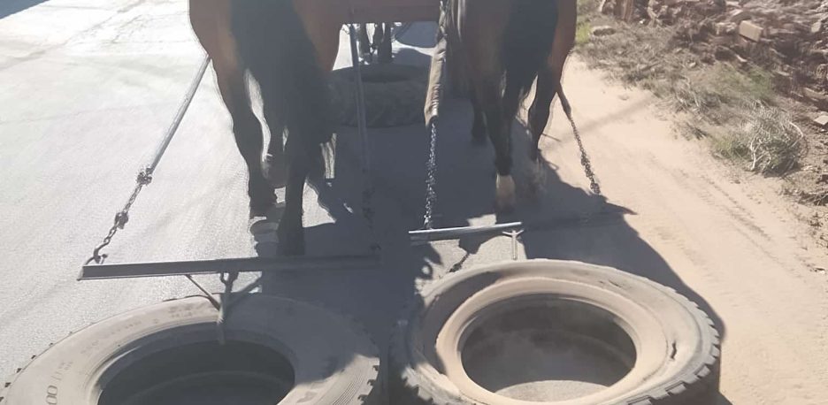 Los caballos entrenados para el anacrónico tiro de arrastre